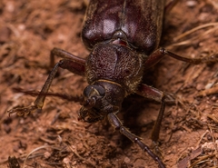 Enaphalodes hispicornis
