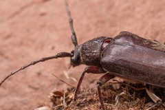 Enaphalodes hispicornis