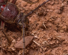 Enaphalodes hispicornis