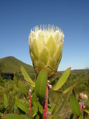 Protea mundii
