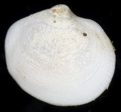 Parvilucina tenuisculpta
