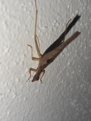 Neoxabea cerrojesusensis