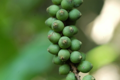 Coccoloba barbadensis