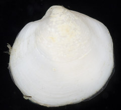 Parvilucina tenuisculpta