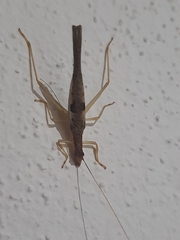 Neoxabea cerrojesusensis