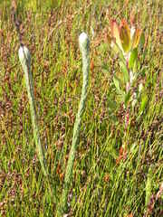 Sorocephalus claviger