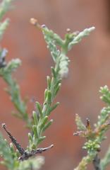 Phymaspermum parvifolium