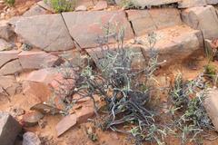 Phymaspermum parvifolium