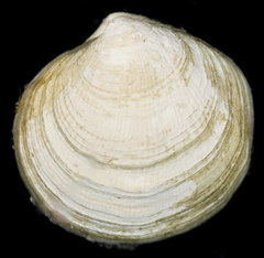 Parvilucina tenuisculpta