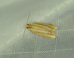 Sparganothis tristriata