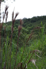 Andropogon bicornis