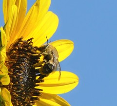 Anthophora montana