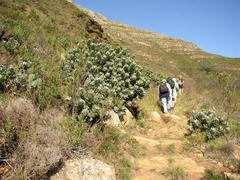 Leucospermum conocarpodendron conocarpodendron