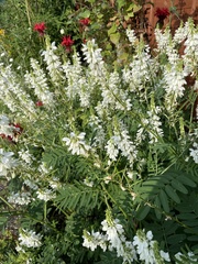 Galega