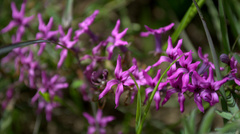 Cyphia volubilis volubilis