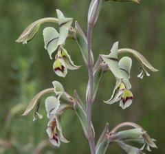 Gladiolus orchidiflorus