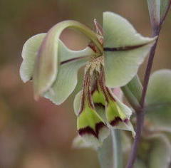 Gladiolus orchidiflorus