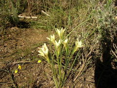 Gladiolus trichonemifolius
