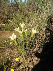 Gladiolus trichonemifolius