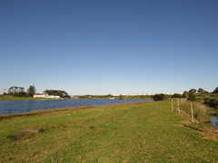 Cynodon dactylon dactylon