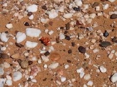 Mesembryanthemum subtruncatum