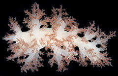Dendronotus rufus