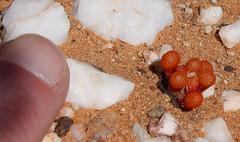 Mesembryanthemum subtruncatum