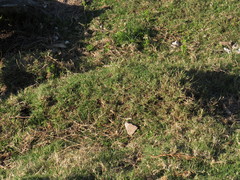 Cynodon dactylon dactylon