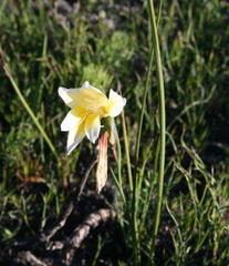 Gladiolus trichonemifolius