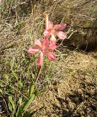 Watsonia spectabilis