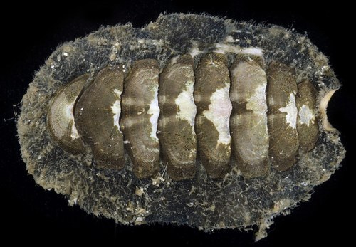 Hind's Chiton
