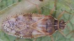 Monosteira unicostata
