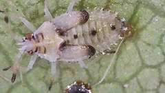 Monosteira unicostata