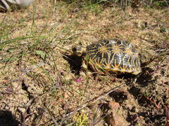 Psammobates geometricus