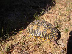 Psammobates geometricus