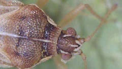 Monosteira unicostata
