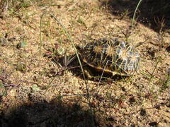 Psammobates geometricus