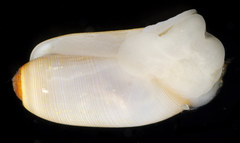 Acteocina cerealis