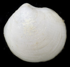 Parvilucina tenuisculpta