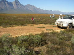 Leucadendron corymbosum