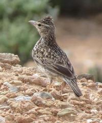 Galerida magnirostris
