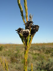 Leucadendron corymbosum