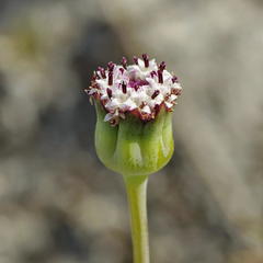 Othonna digitata