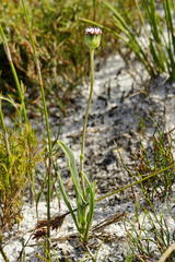 Othonna digitata