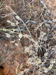 Lomatium parryi