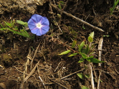 Evolvulus bogotensis