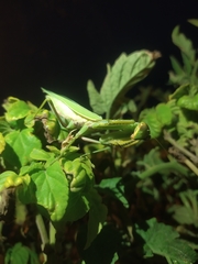 Hierodula transcaucasica