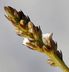 Thesium spicatum