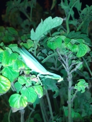 Hierodula transcaucasica