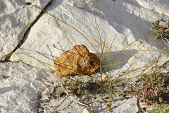 Thesium spicatum